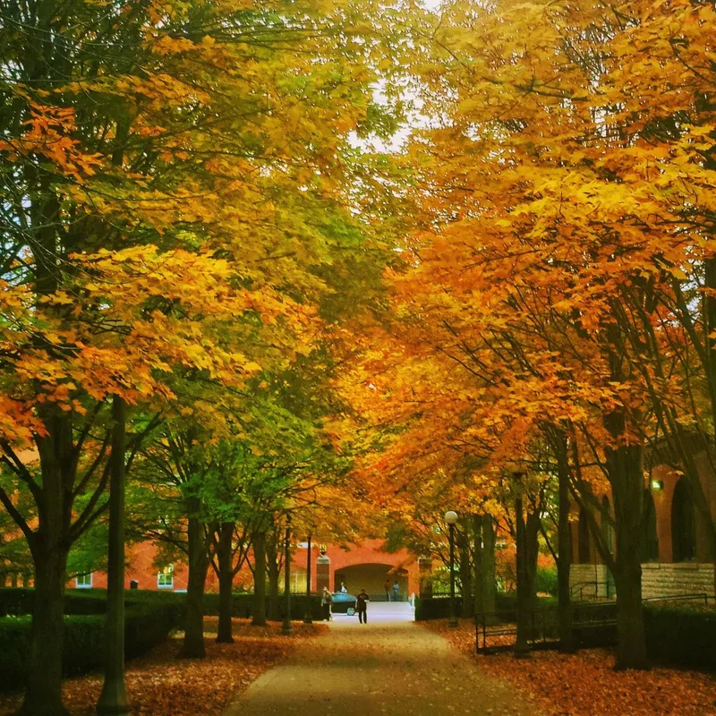 Autumn Pathway Foliage
