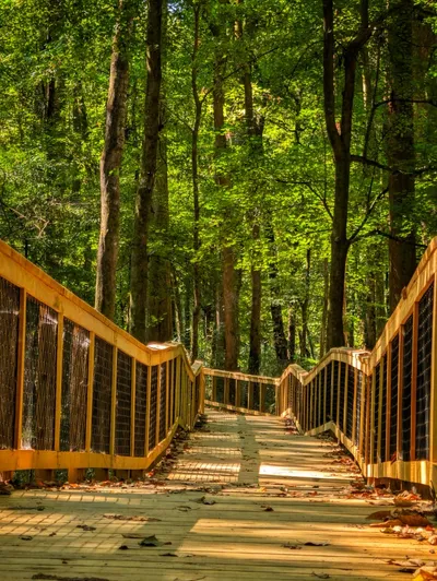 Elevated boardwalk trail through old-growth forest canopy in Congaree