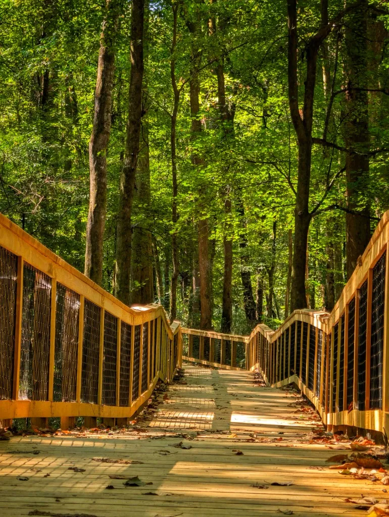 Congaree Boardwalk