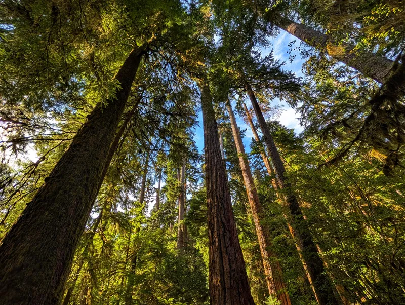 Forest Canopy Trees