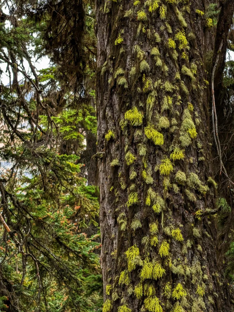 Mossy Tree Forest