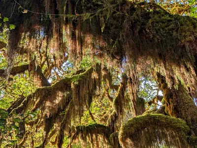 Hanging moss in the Hoh Rain Forest, Olympic