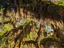 Hanging moss in the Hoh Rain Forest, Olympic