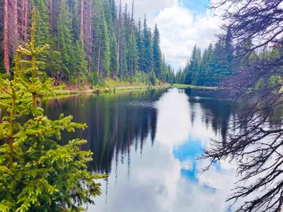 Pristine alpine lake reflections in Rocky Mountain