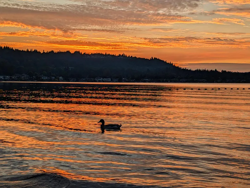 Sunset Lake Duck