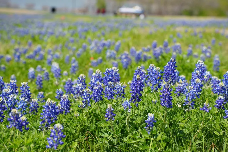 Texas Bluebonnets
