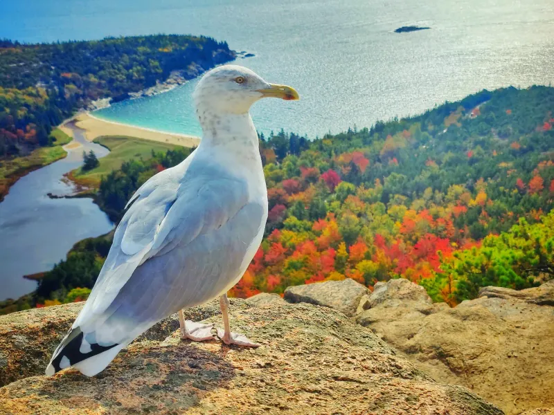 Acadia Seagull
