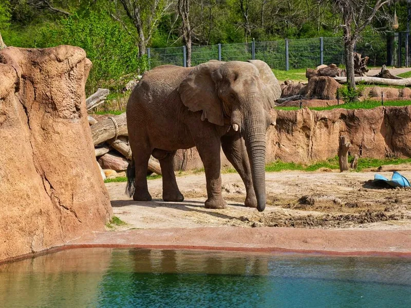African Elephant