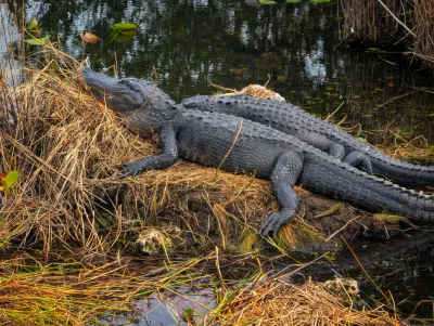 Alligators basking in the Everglades wetlands