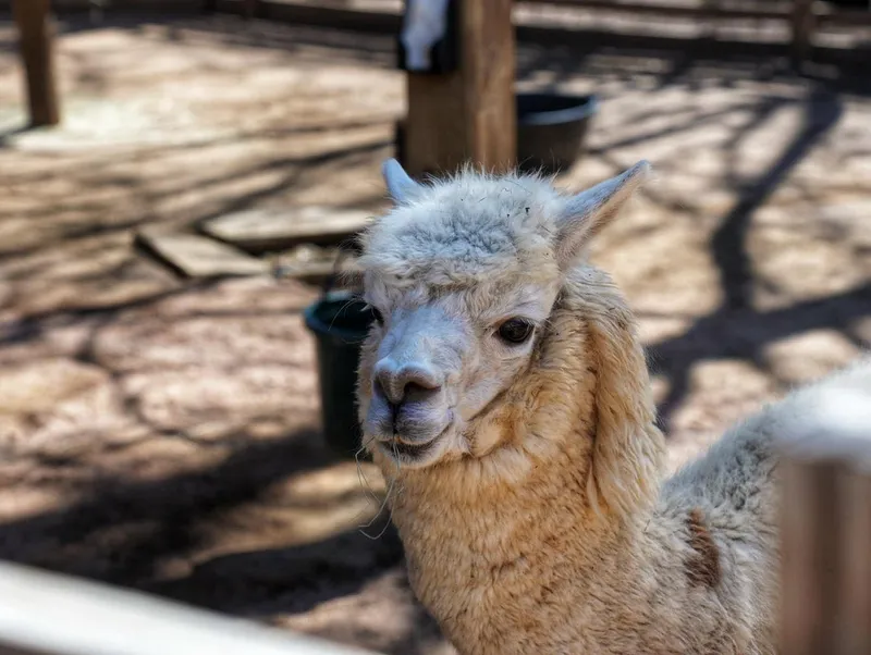 Alpaca