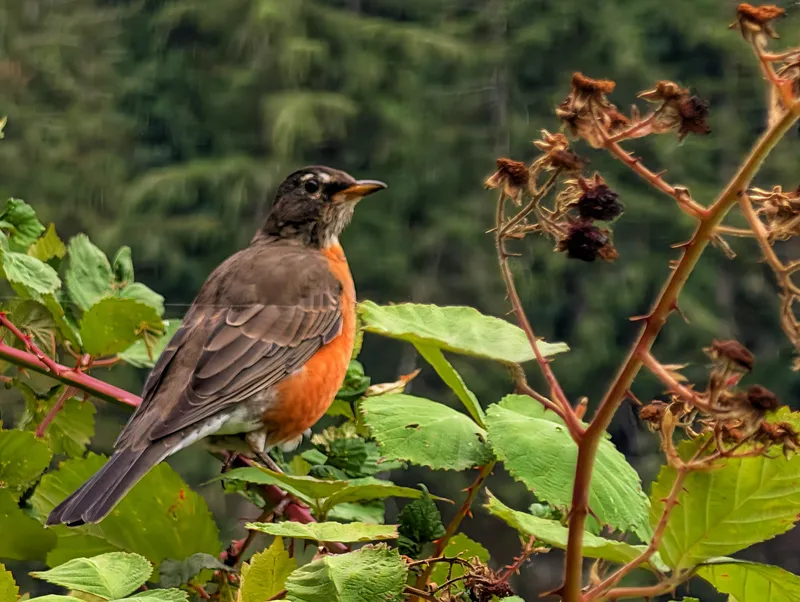 American Robin