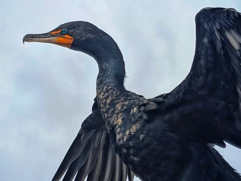 Anhinga