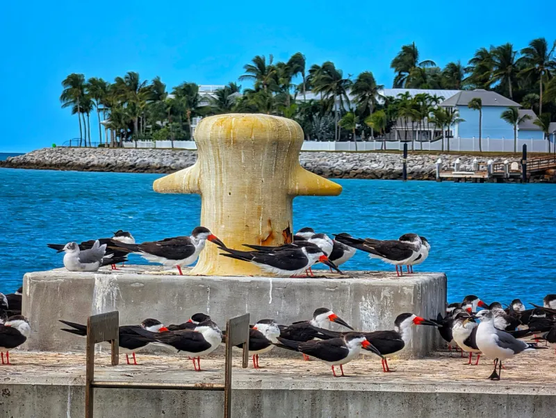 Black Skimmers