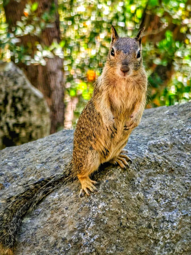 California Ground Squirrel