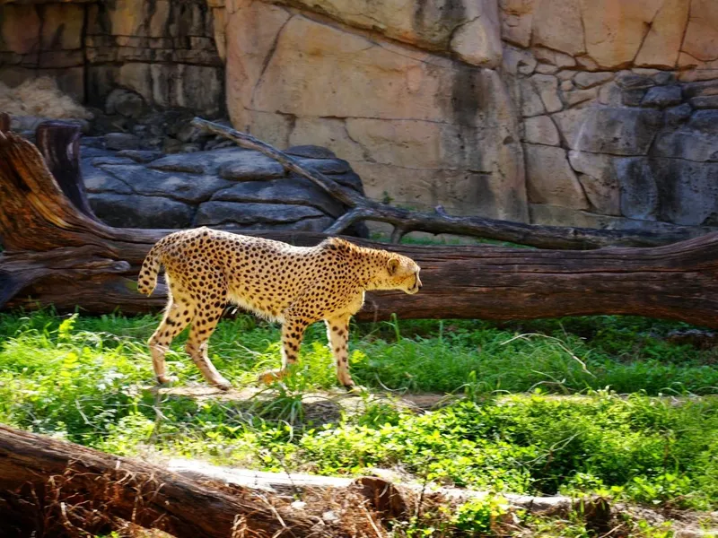 Cheetah