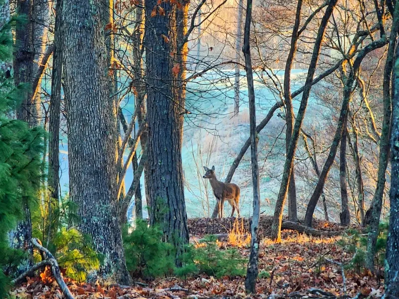 Deer Edge Forest