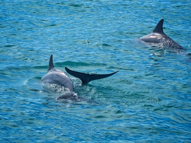 Dolphins