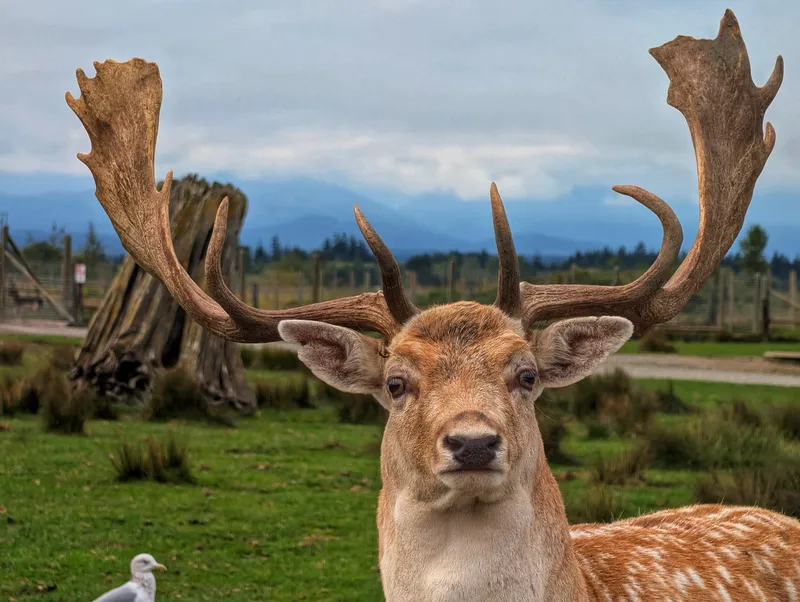 Fallow Deer