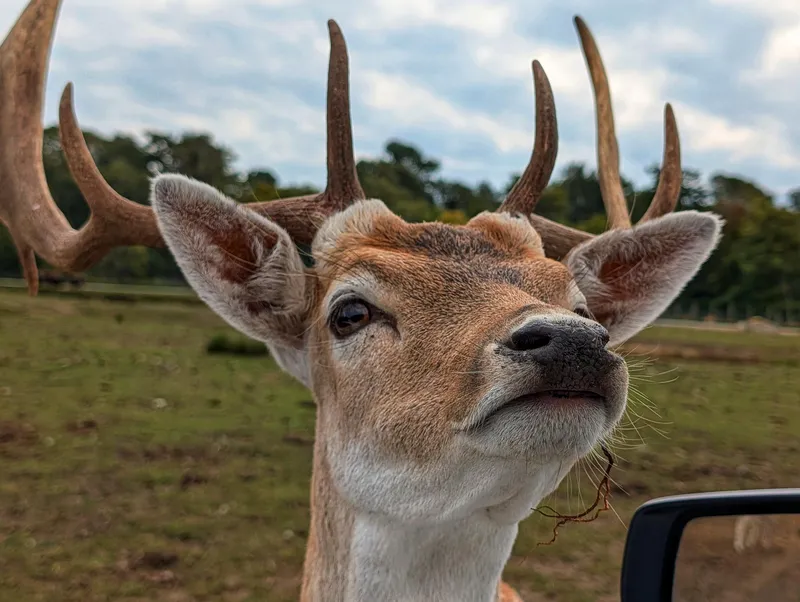 Fallow Deer Close Up