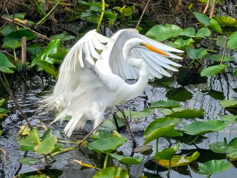 Great Egret