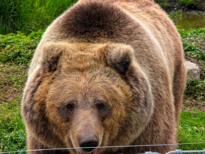 Grizzly Bear