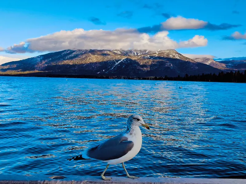Lake Seagull