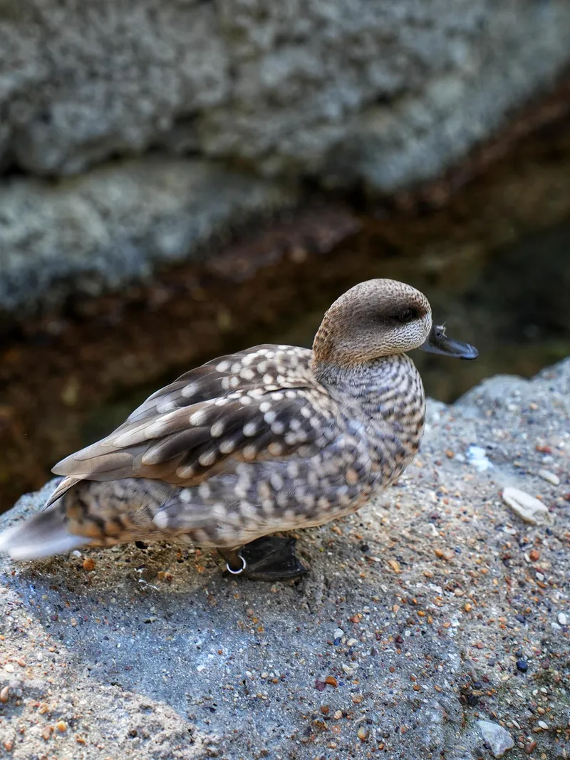 Marbled Duck