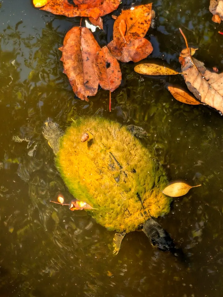 Mossy Pond Turtle