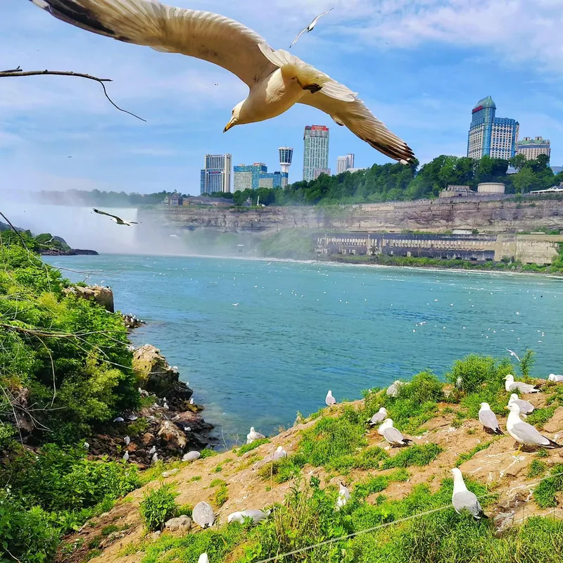 Niagara Seagull