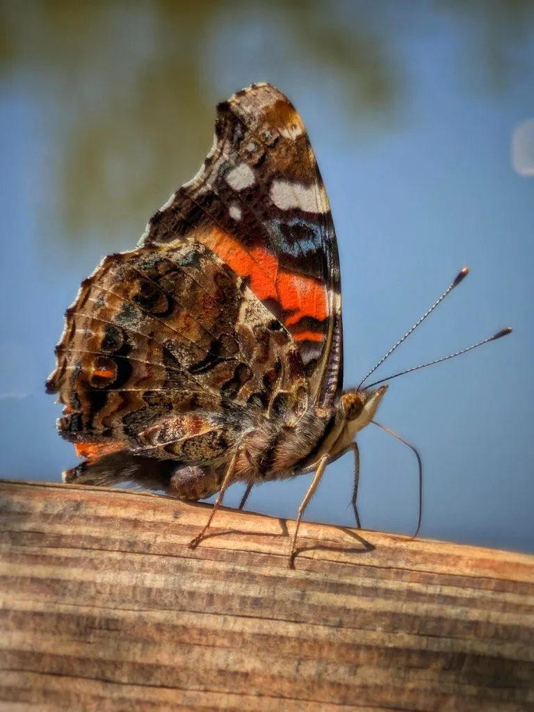 Red Admiral Butterfly