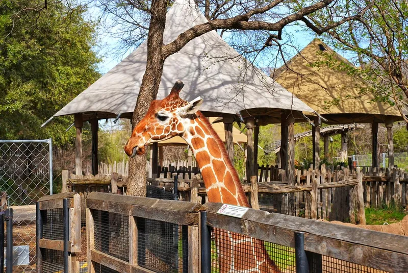 Reticulated Giraffe