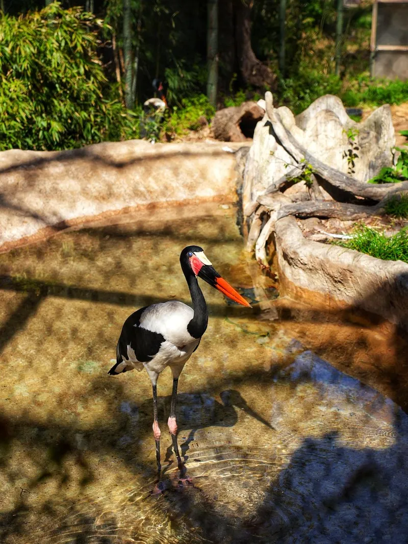 Saddle Billed Stork