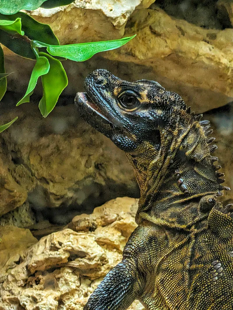 Sailfin Lizard