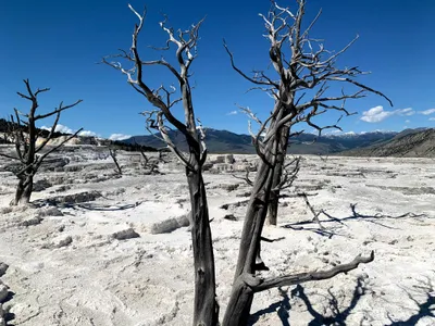 Travertine terraces at Mammoth Hot Springs